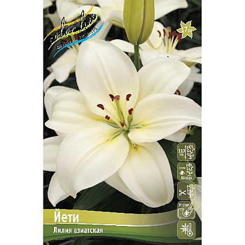 Лилия Йети 12/14 7 шт 