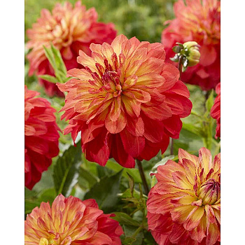 Георгина Титан Спектра I 1 шт