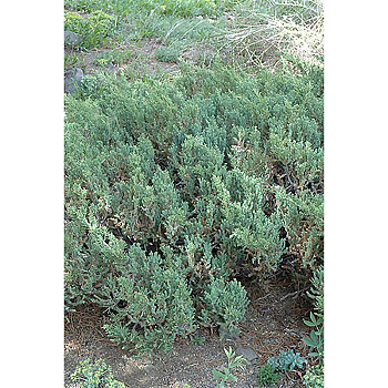 14334 Можжевельник Китайский Juniperus Chinensis San Jose P9 Садовита