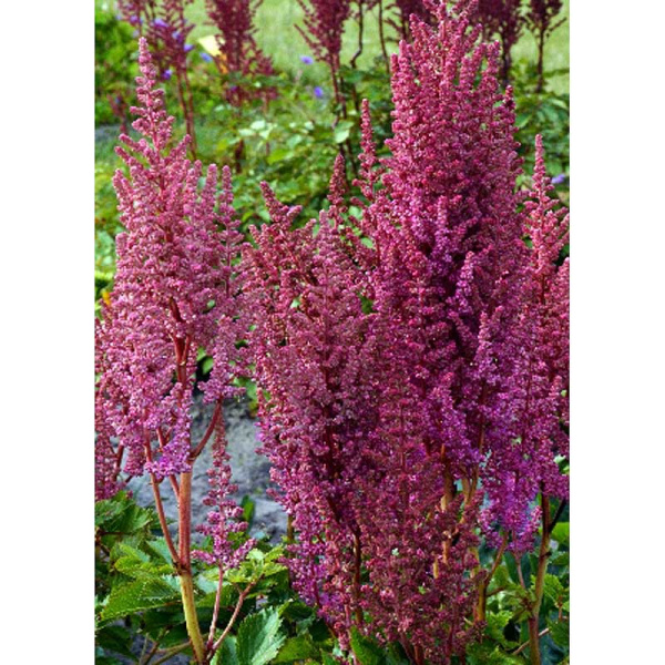 Астильба Хар Ван Дер Меер 2/3 n 25 шт Биг-Пак 2339