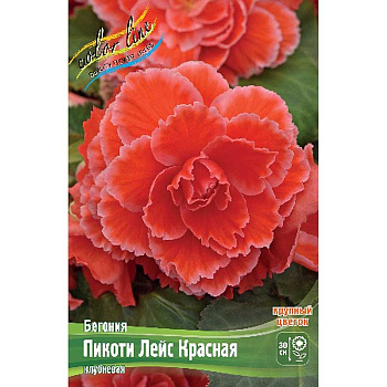 Бегония Пикоти Лейс Красная 4/+ 2 шт