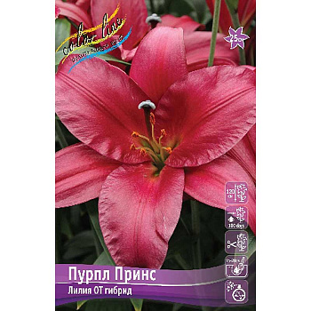 Лилия Пурпл Принс 16/18 25 шт Биг-Пак 10619 