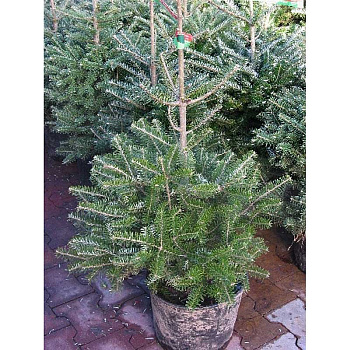 Пихта Корейская Видовая Норма P9