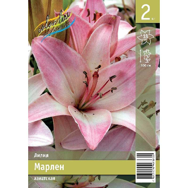Лилия Марлен 12/14 2 Эконом шт