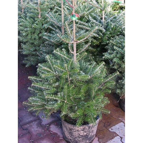 Пихта Корейская Видовая Норма P9