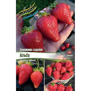 Земляника Садовая Альба A 5 шт 
