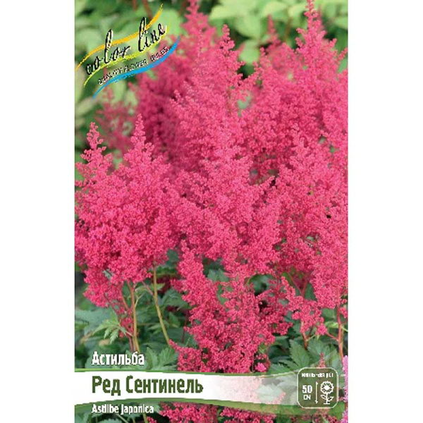 Астильба Ред Сентинель 2/3 n 25 шт Биг-пак 1867