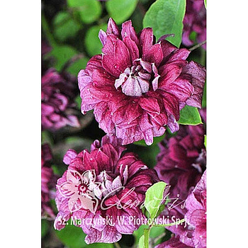 Клематис Пурпуреа Плена Элеганс C2