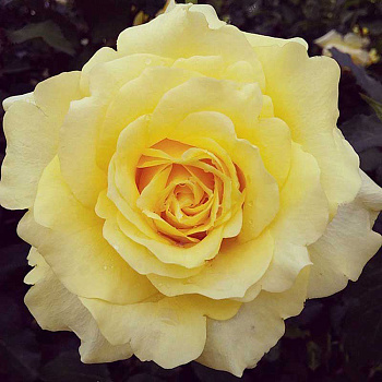 Роза чайно-гибридная Голден Медальон Садовита