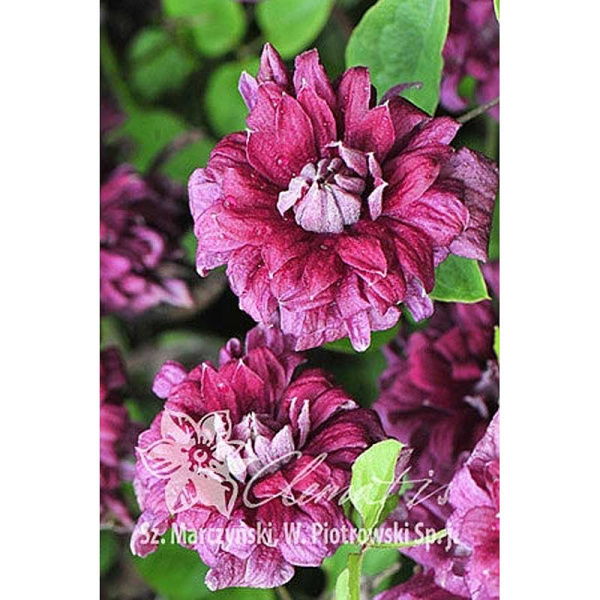 Клематис Пурпуреа Плена Элеганс C2