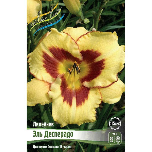 Лилейник Эль Десперадо I 1 шт