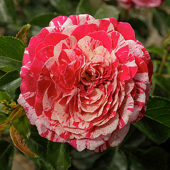 Роза чайно-гибридная ПапагеноСадовита