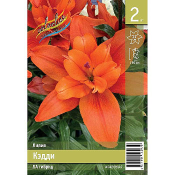 Лилия Кэдди 12/14 2 Эконом шт 
