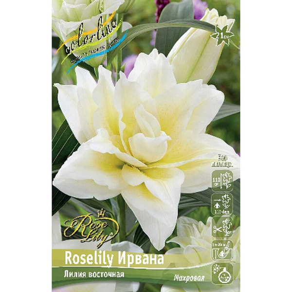 6864 Биг-Пак Лилия Roselily Ирвана 16/18 25 шт 