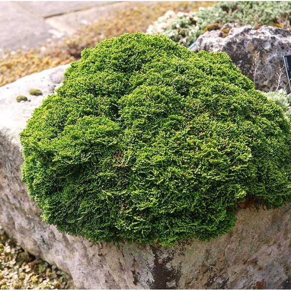 15908 Кипарисовик Тупой Минима C2 15-20cm ,шт