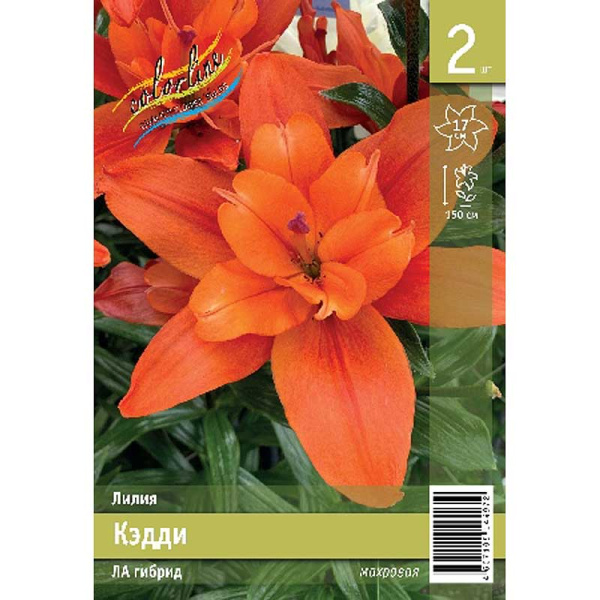 Лилия Кэдди 12/14 2 Эконом шт 