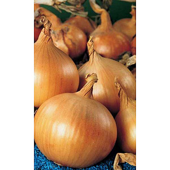 Семена Лук Золотничок Марс Ц