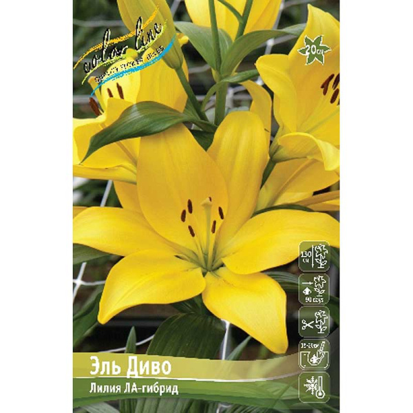 Лилия Эль Диво 12/14 25 шт Биг-Пак 10100
