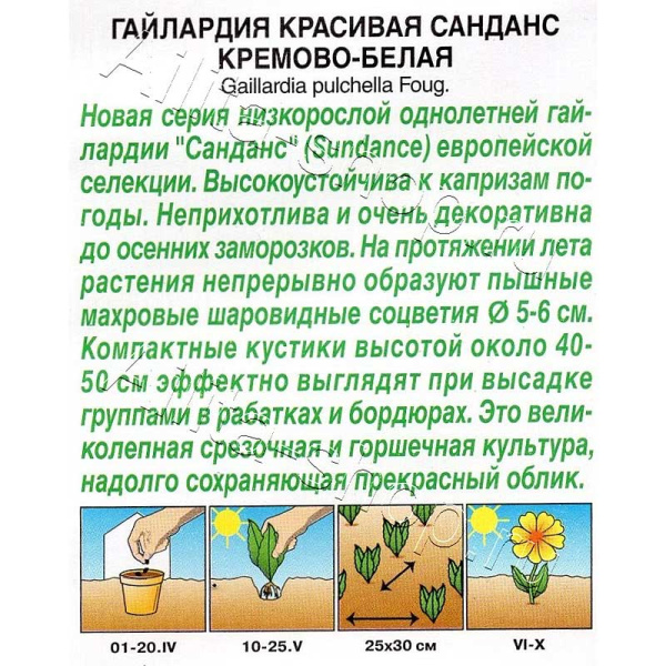 Гайлардия Санданс кремово-белая Аэлита 