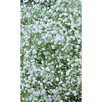 Гипсофила Снежная вьюга Марс Ц 