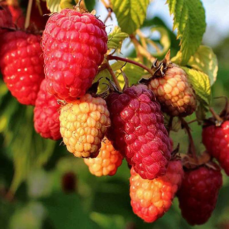 Малина Каскад Делайт Садовита