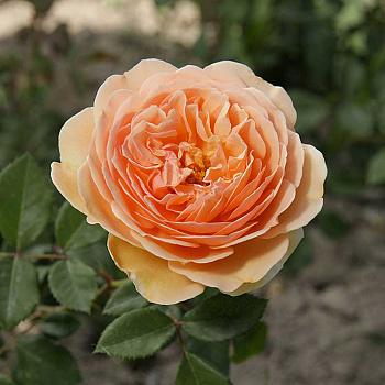 Роза шраб Краун Принцесс Маргарет (английская) Садовита