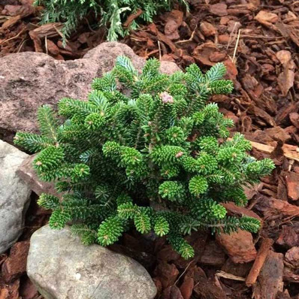 10486 Пихта Корейская Альпин Стар 15-20см с комом ,шт