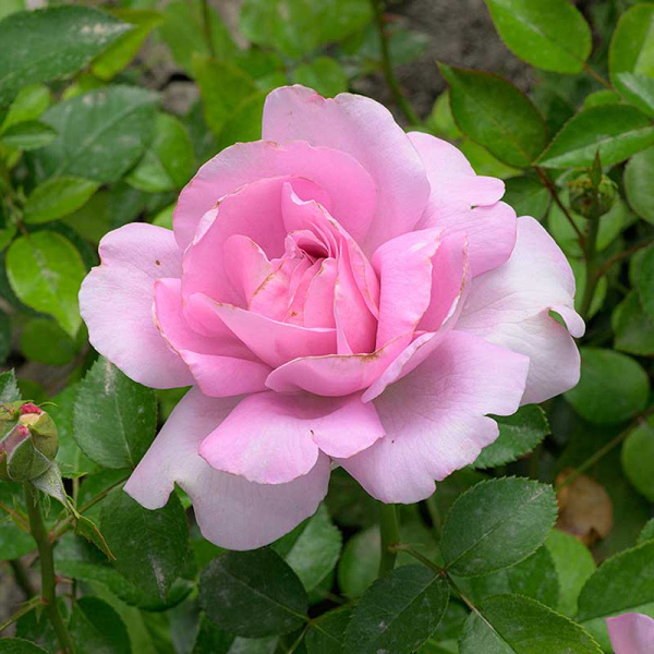 Роза Флорибунда Лав Сонг Садовита