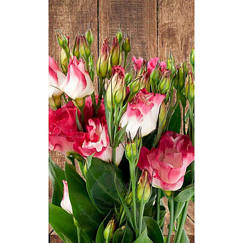 Эустома Морганит Марс Ц 