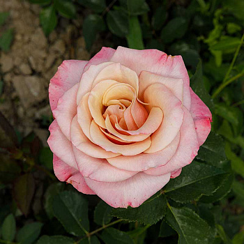 Роза флорибунда Коко Локо Садовита