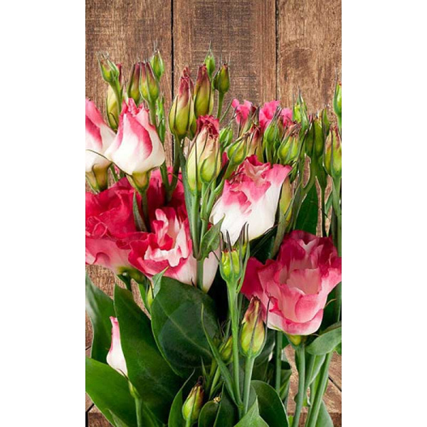 Эустома Морганит Марс Ц 