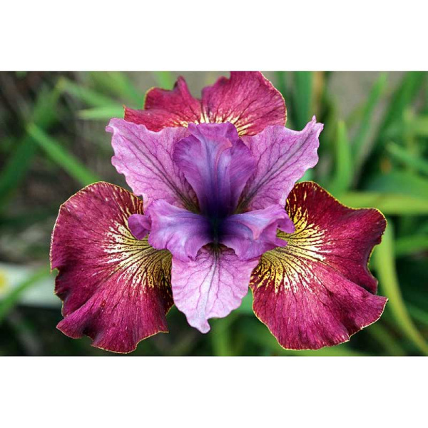 Ирис Сибирский Суитер Стилл I 1 шт