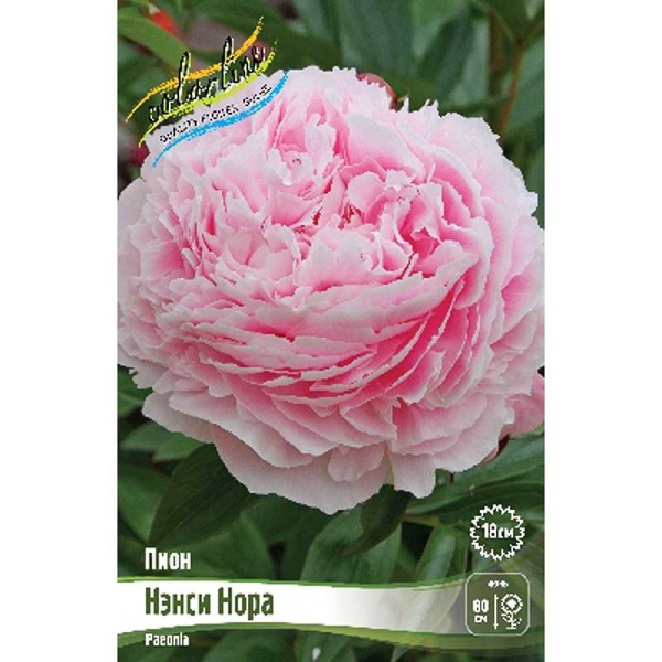 8009 Биг-пак Пион Нэнси Нора 2/3 n 15 шт 