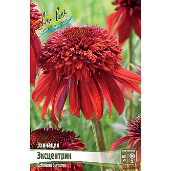 Эхинацея Эксцентрик I 25 шт Биг-Пак 6963 