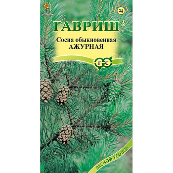 Сосна обыкновенная Ажурная Гавриш Ц