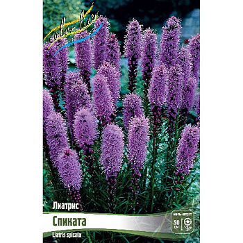 Лиатрис Спиката 12/14 5 шт 