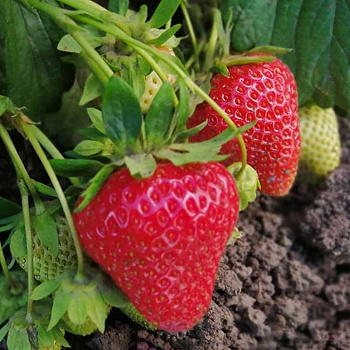 Земляника садовая Верити (цена за 40 шт.) ОСП