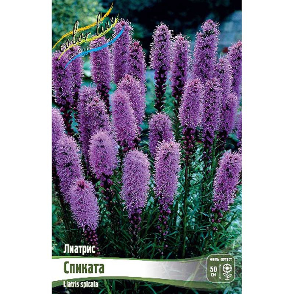 Лиатрис Спиката 12/14 5 шт 