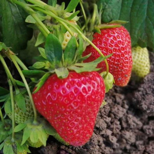 Земляника садовая Верити (цена за 40 шт.) ОСП