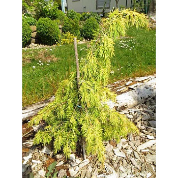 Можжевельник Обыкновенный Калебаб P9 15-20