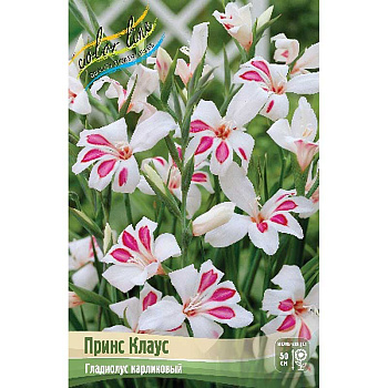 Гладиолус Принс Клаус (Nanus) 8/9 5 шт 