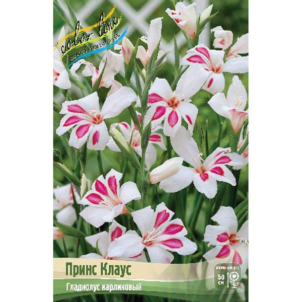 Гладиолус Принс Клаус (Nanus) 8/9 5 шт 