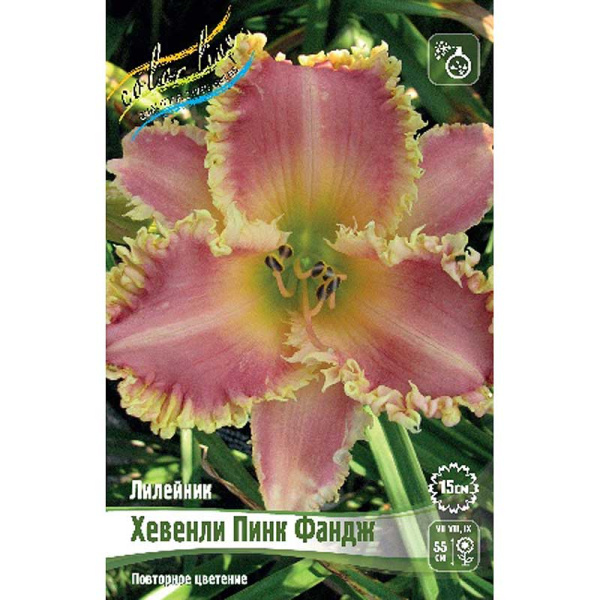 Лилейник Хевенли Пинк Фандж I 25 шт Биг-пак 5858 