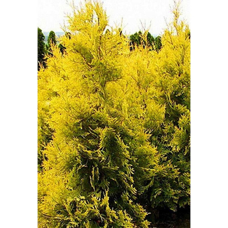 14354 Туя Западная Thuja Occidentalis Salland P9 Садовита