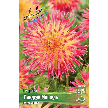 Георгина Линдсэй Мишель I 15 шт Шоу-бокс 9103