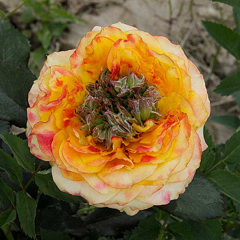 Роза чайно-гибридная Зеленый остров Садовита