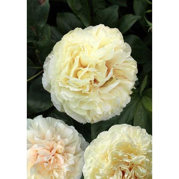 360 Биг-Пак Пион Блонд Вижион 2/3 n 5 шт 