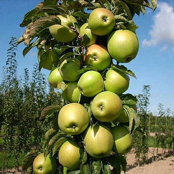 Яблоня Президент колоновидная Садовита