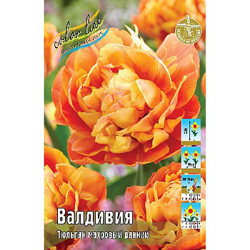 14974 Шоу-бокс Тюльпан Валдивия 11/12 75 шт