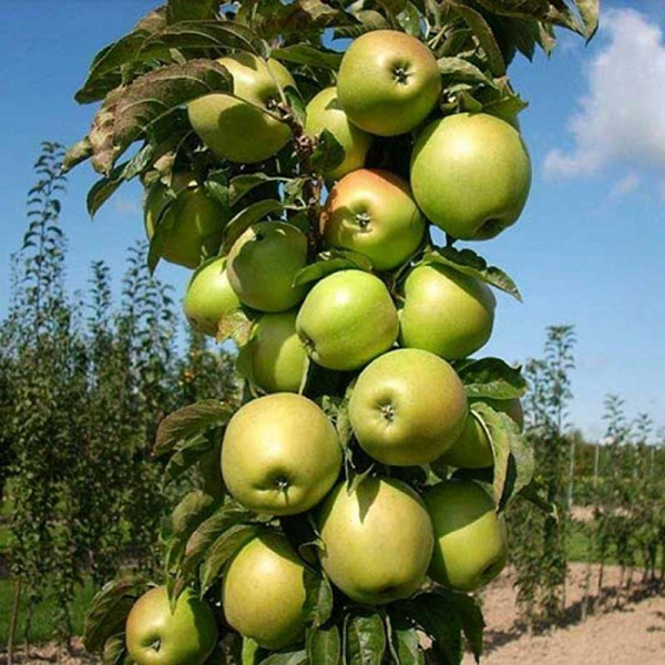Яблоня Президент колоновидная Садовита